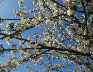 Tree, Spring, Cherry, Prunus Cerasus, branch, flower thumbnail