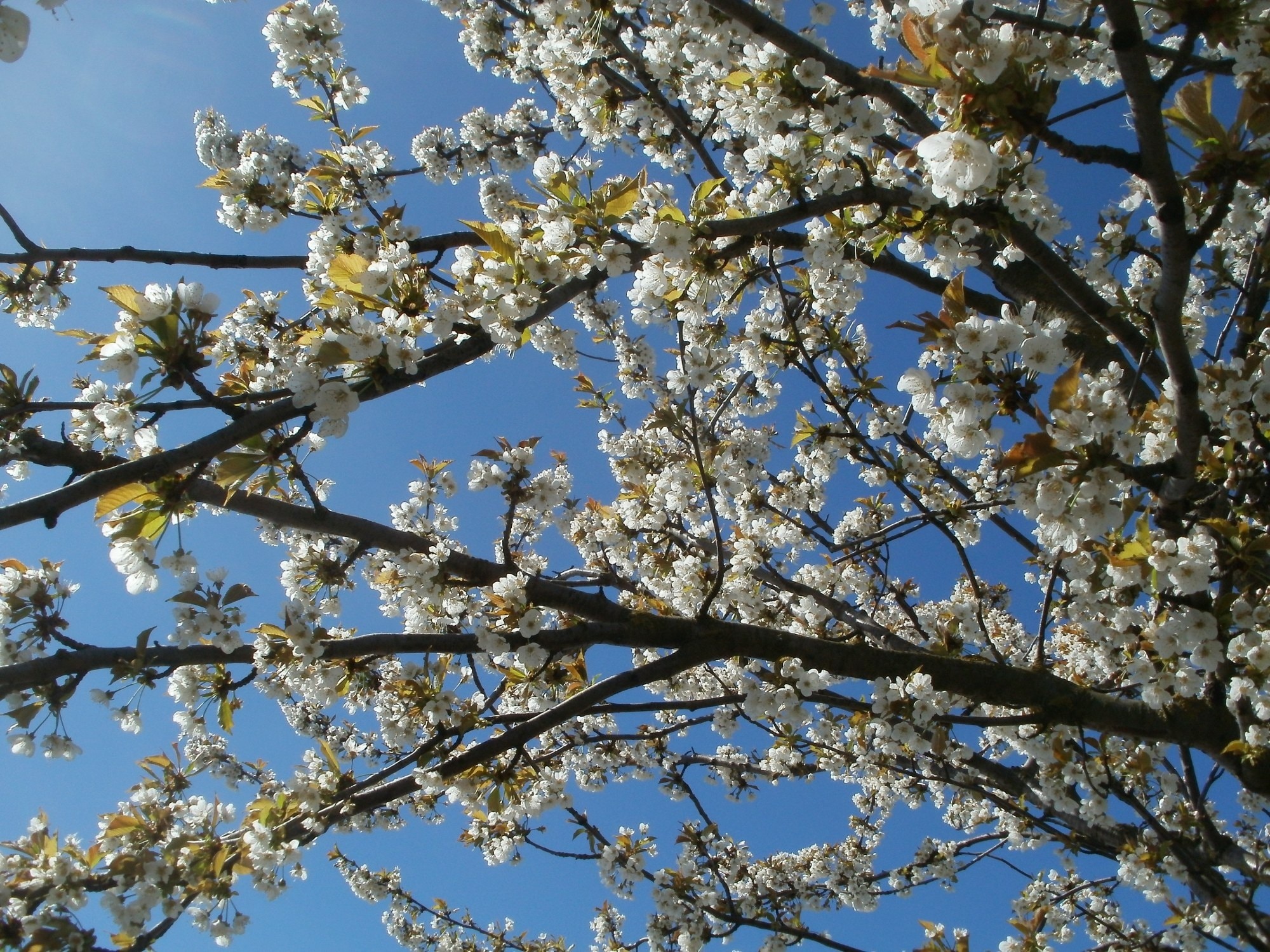 Tree, Spring, Cherry, Prunus Cerasus, branch, flower