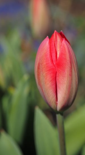 red tulip bud thumbnail