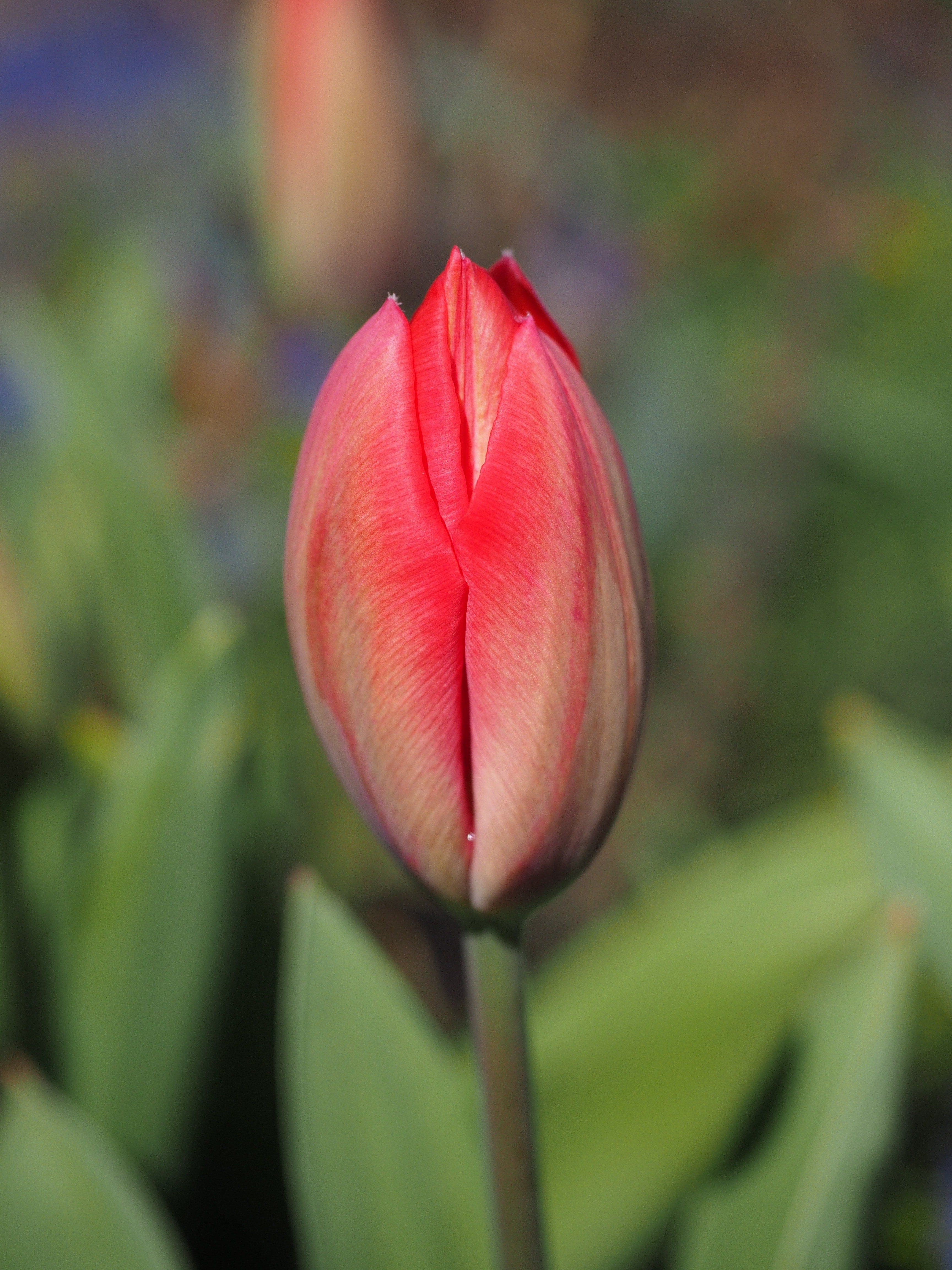 red tulip bud