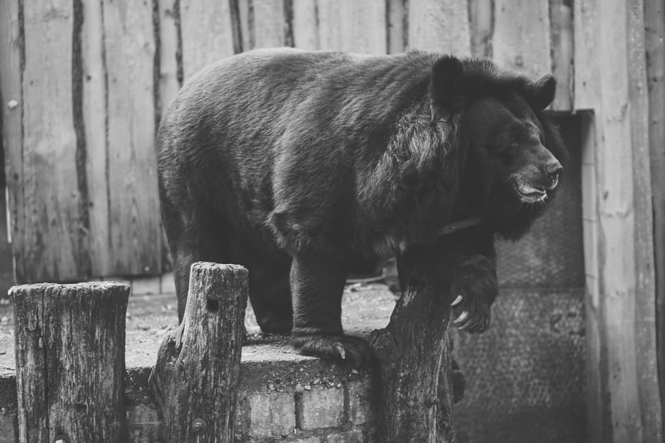 gray scale photograph of bear standing on balcony during daytime preview