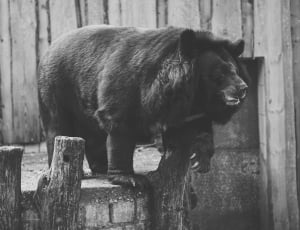 gray scale photograph of bear standing on balcony during daytime thumbnail