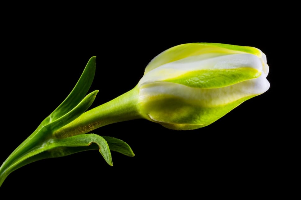 white and green flower bud preview