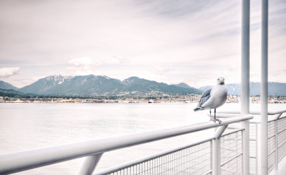 white pigeon on metal rail beside body of water over mountain preview
