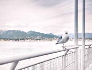 white pigeon on metal rail beside body of water over mountain thumbnail