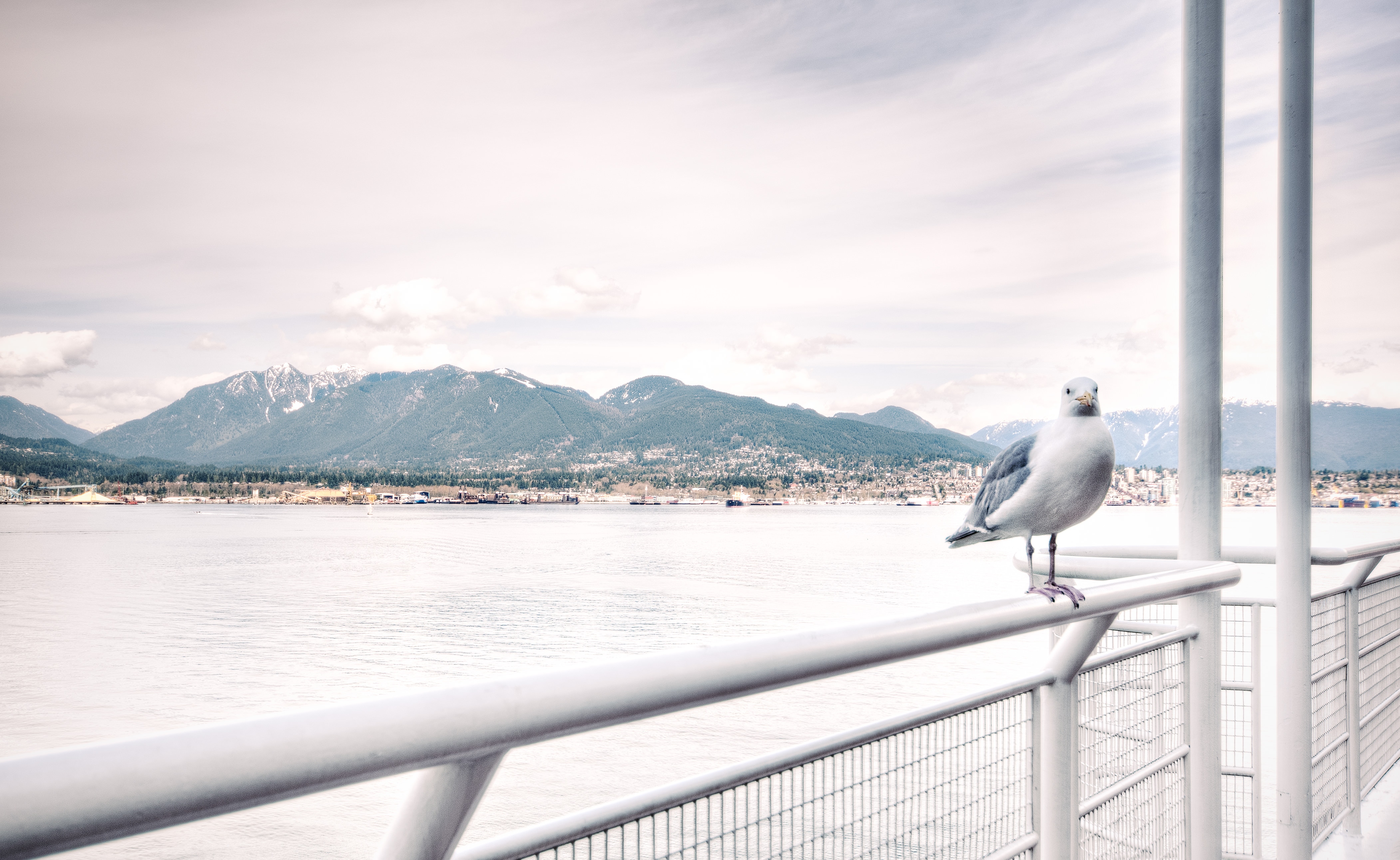 white pigeon on metal rail beside body of water over mountain