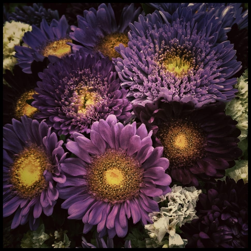 purple petaled flower preview