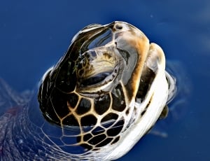 Green sea turtle's head thumbnail