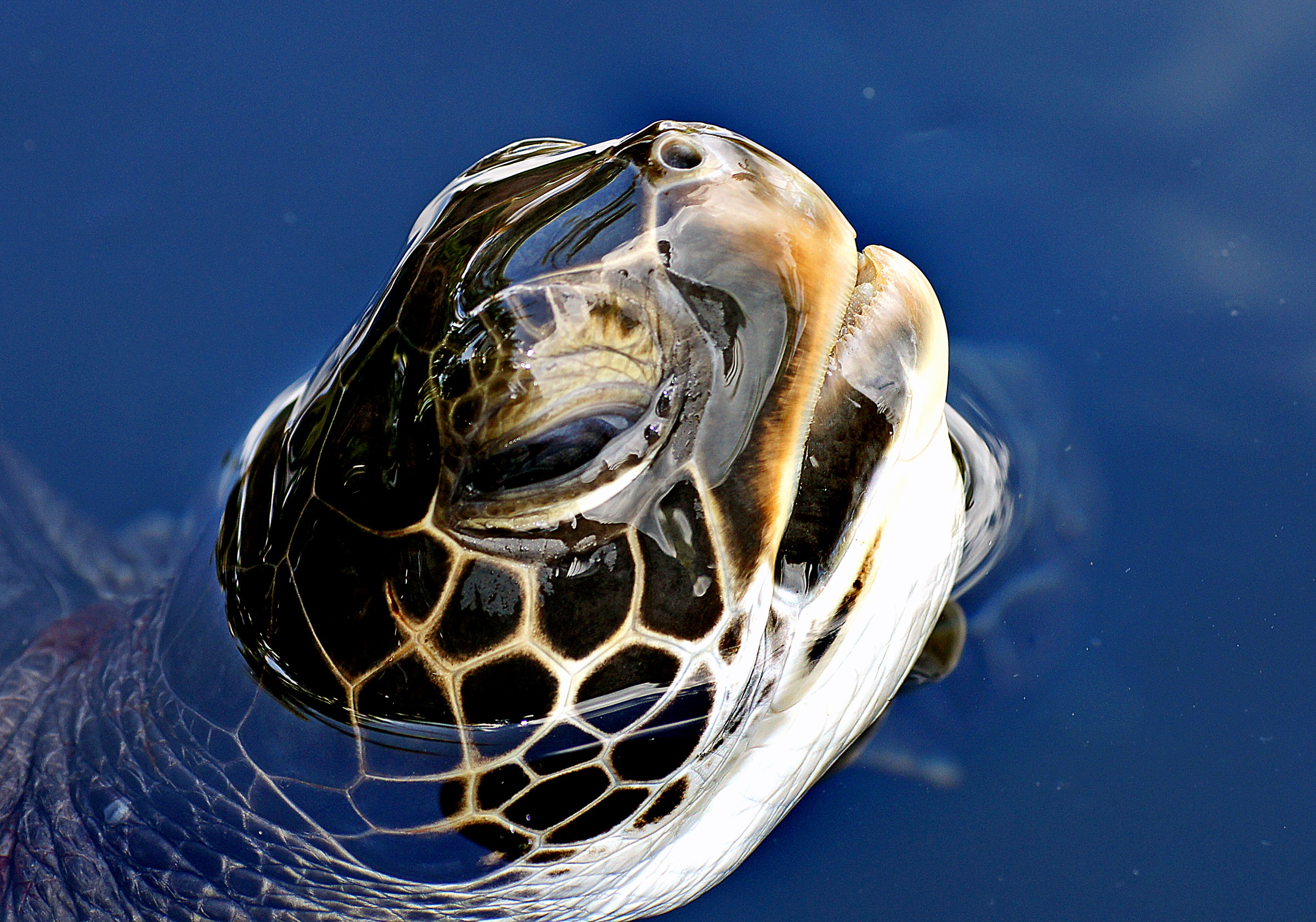Green sea turtle's head