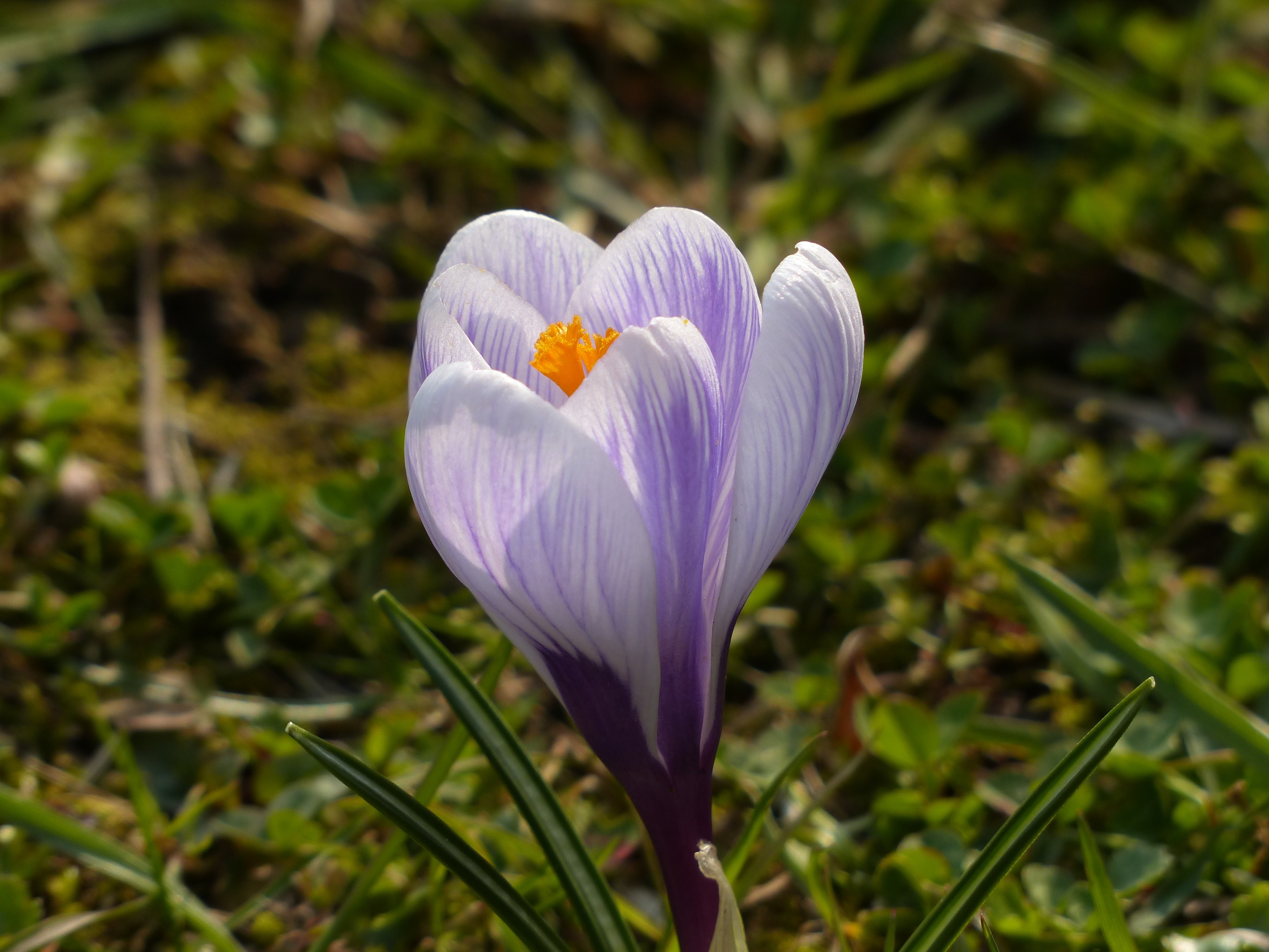 purple and white petal flower