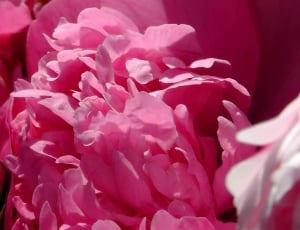 pink multi petal flower in bloom at daytime thumbnail