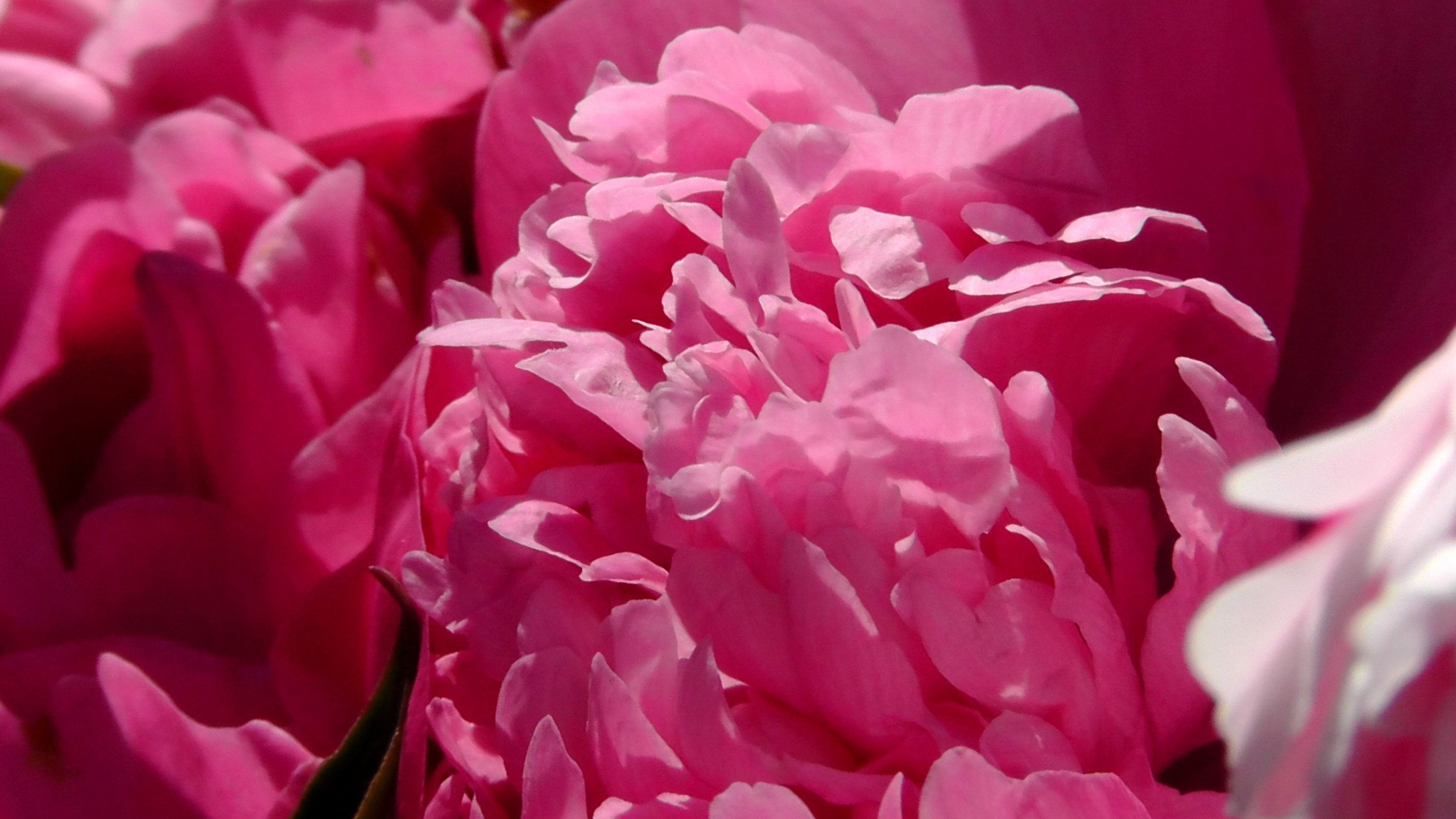 pink multi petal flower in bloom at daytime