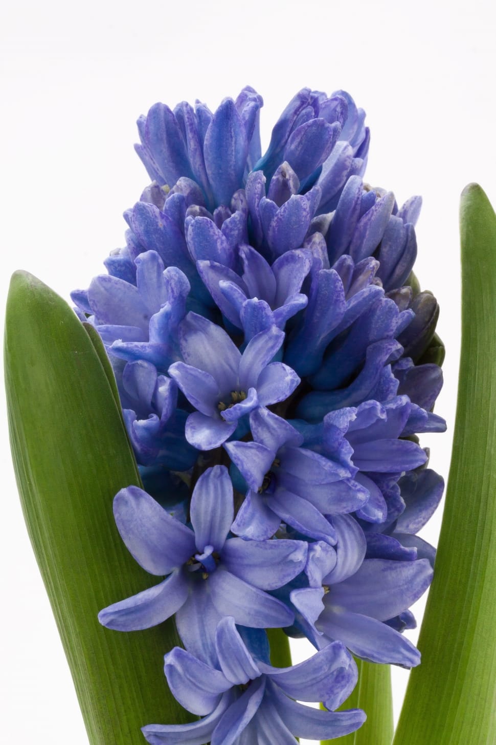 Hyacinth, Hyacinthus Orientalis, flower, purple preview