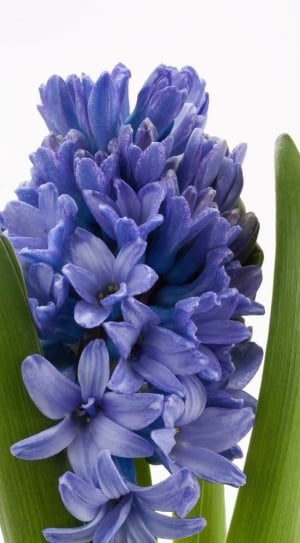 Hyacinth, Hyacinthus Orientalis, flower, purple thumbnail