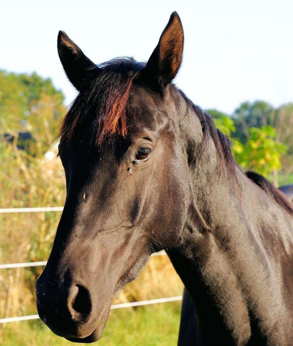 black horse during daytime on closeup photo preview