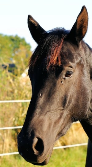 black horse during daytime on closeup photo thumbnail