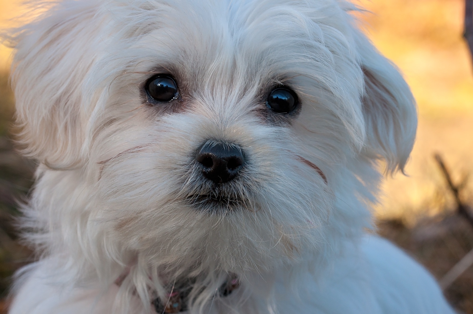 Free Images : cute, pet, vertebrate, dog breed, maltese, bichon, havanese,  dog like mammal, puppy love, dog crossbreeds, morkie 1920x1200 - - 768197 -  Free stock photos - PxHere