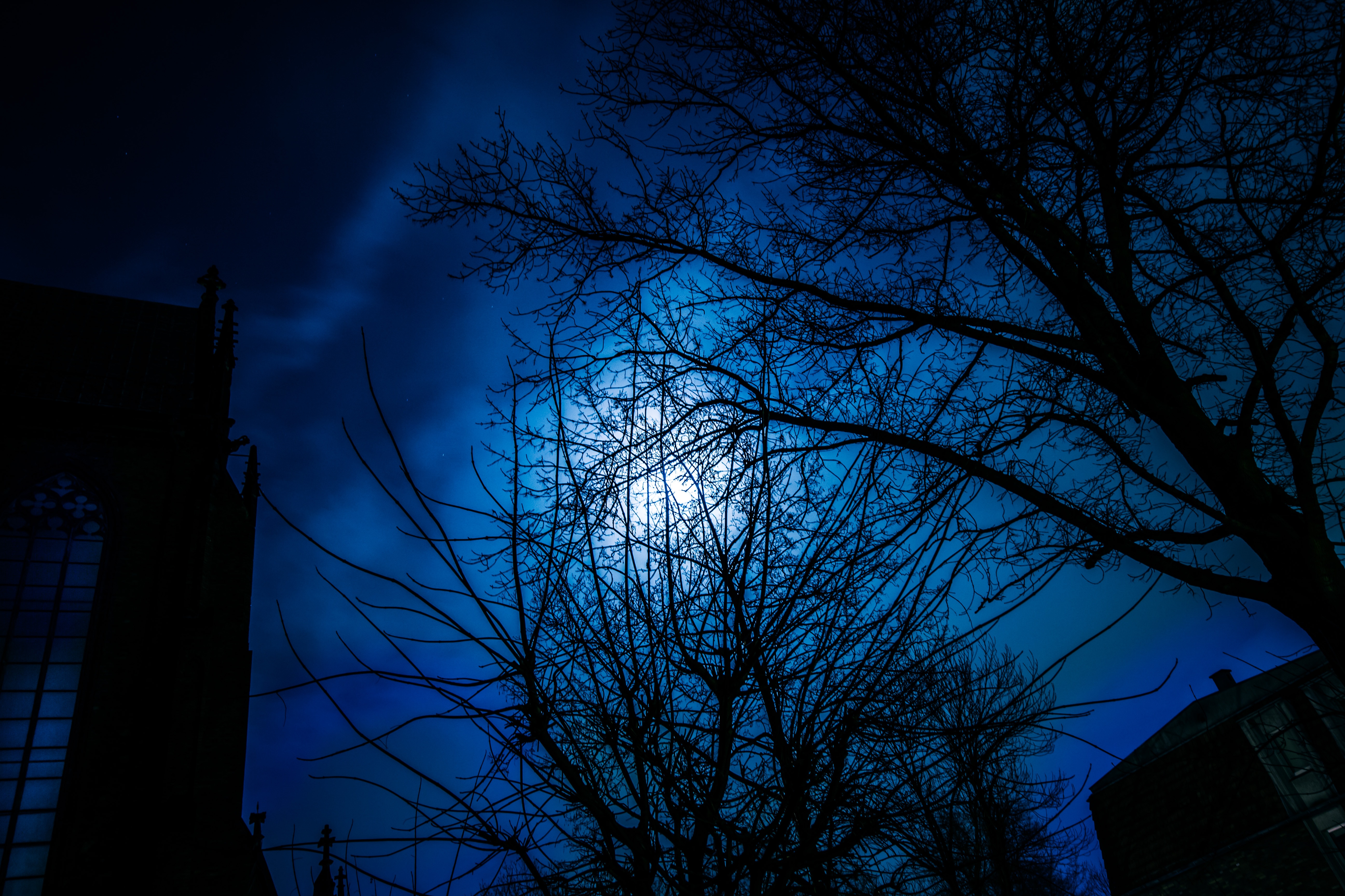 During night. Города ночь силуэты Деревей. Подсвеченные ветви ночью. Ночь силуэты домов белые ветки. Cold Dark Night.