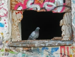 Sill, Graffiti, Window, Pigeon, Bird, one animal, bird thumbnail