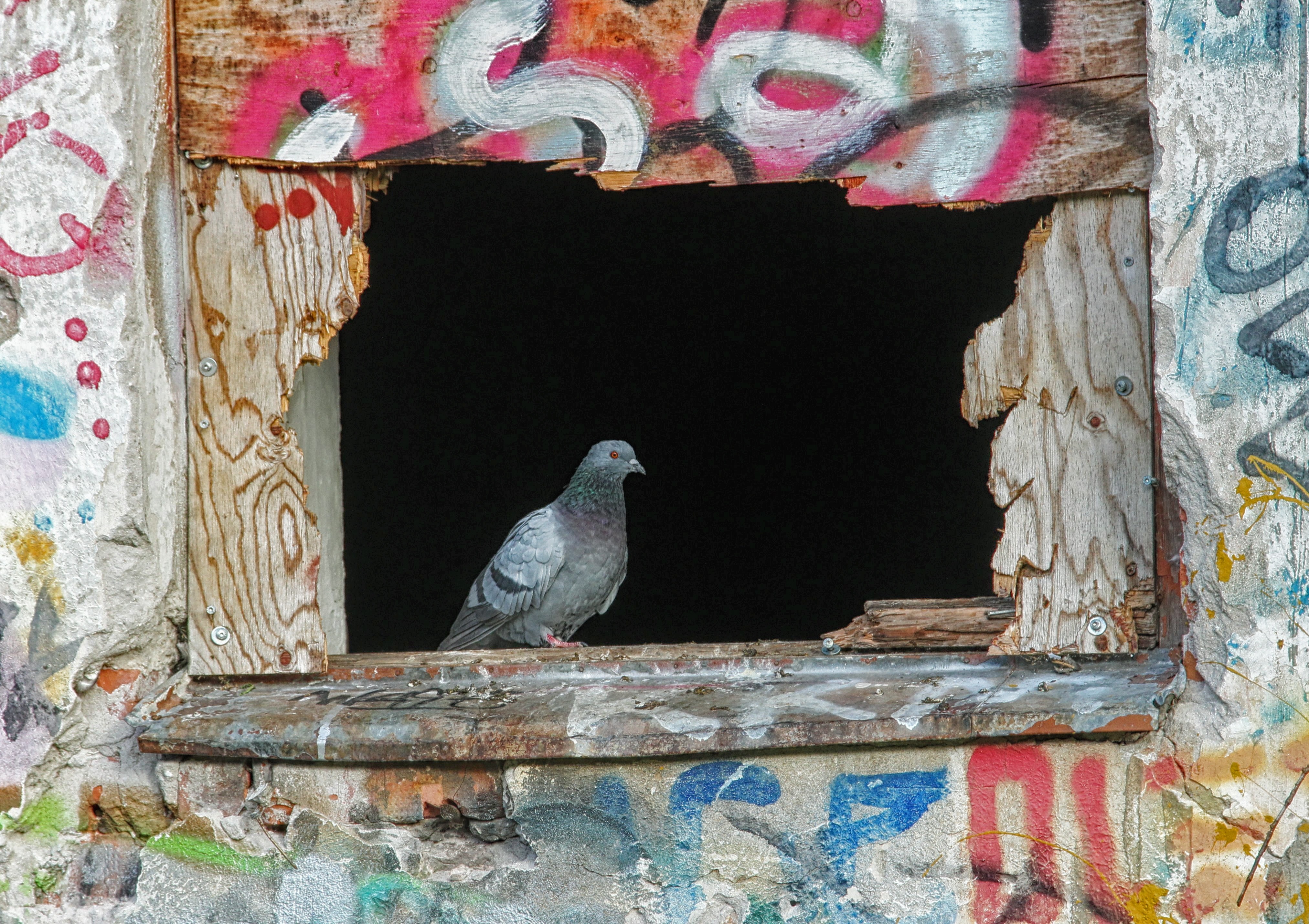 Sill, Graffiti, Window, Pigeon, Bird, one animal, bird