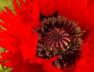 red and brown flower thumbnail