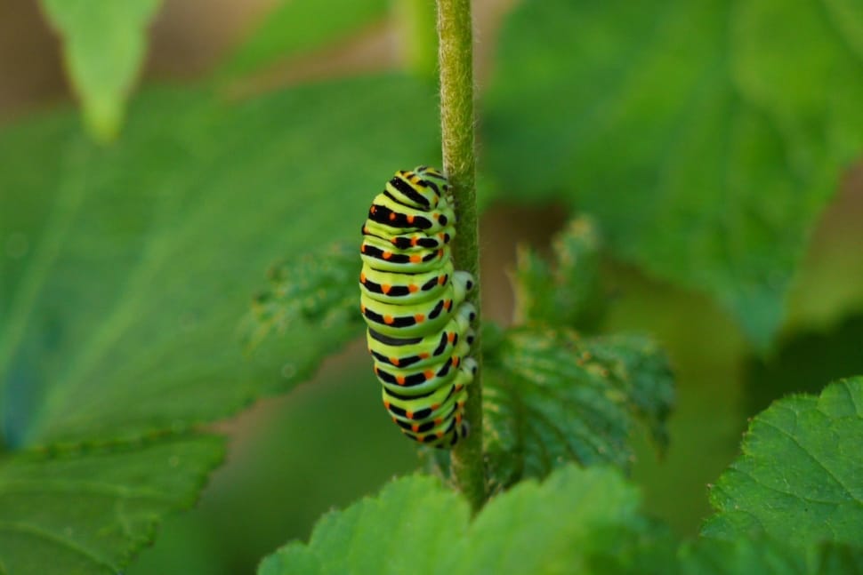 green catterpillar preview