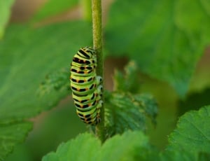 green catterpillar thumbnail