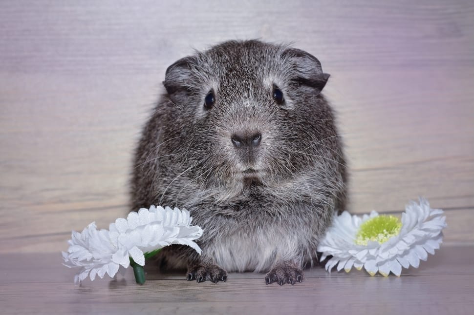 gray hamster preview