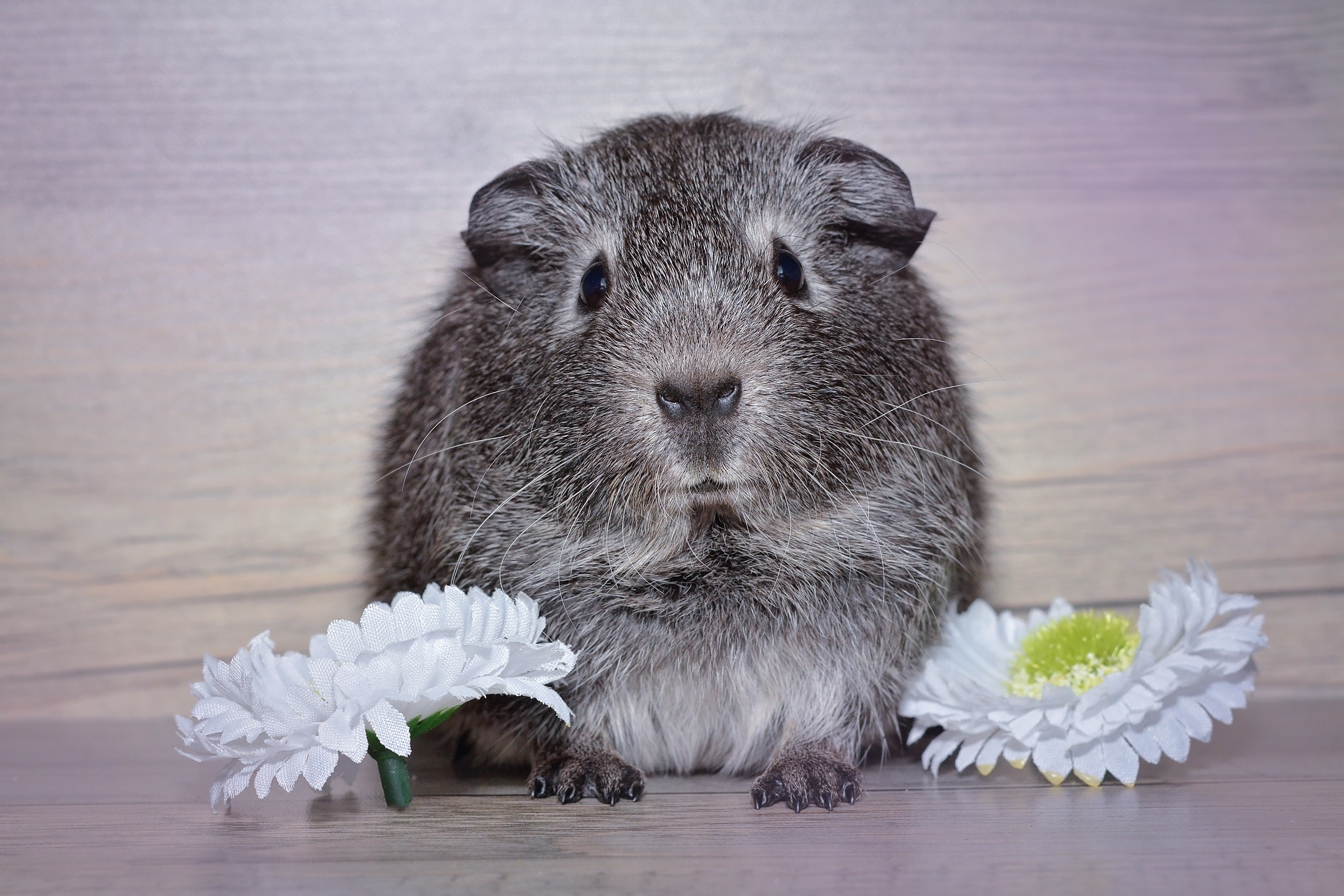 gray hamster