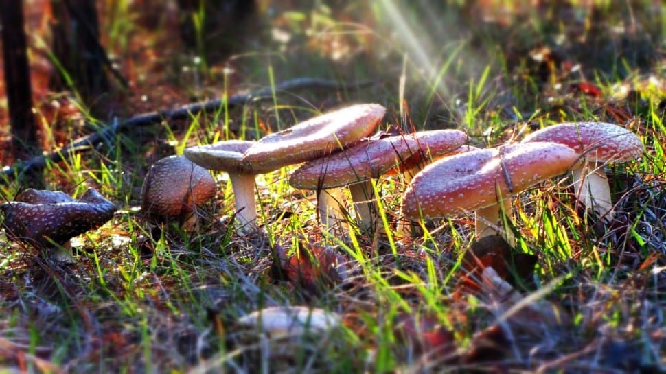 person taking photo of mushrooms in tilt shift photography preview