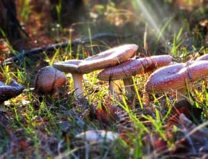 person taking photo of mushrooms in tilt shift photography thumbnail
