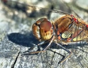 red brown and black dragonfly thumbnail