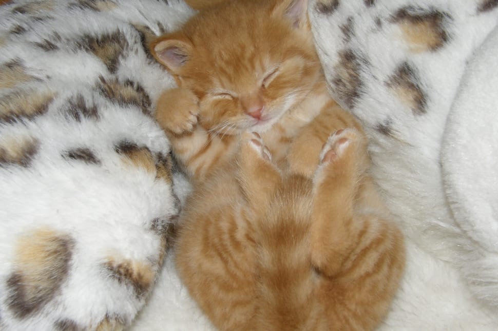 sleeping orange kittens