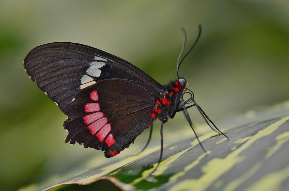 closeup of red and black butterfly on top of green leaf preview