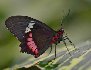 closeup of red and black butterfly on top of green leaf thumbnail