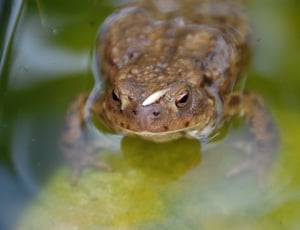 brown frog submerged in ater thumbnail