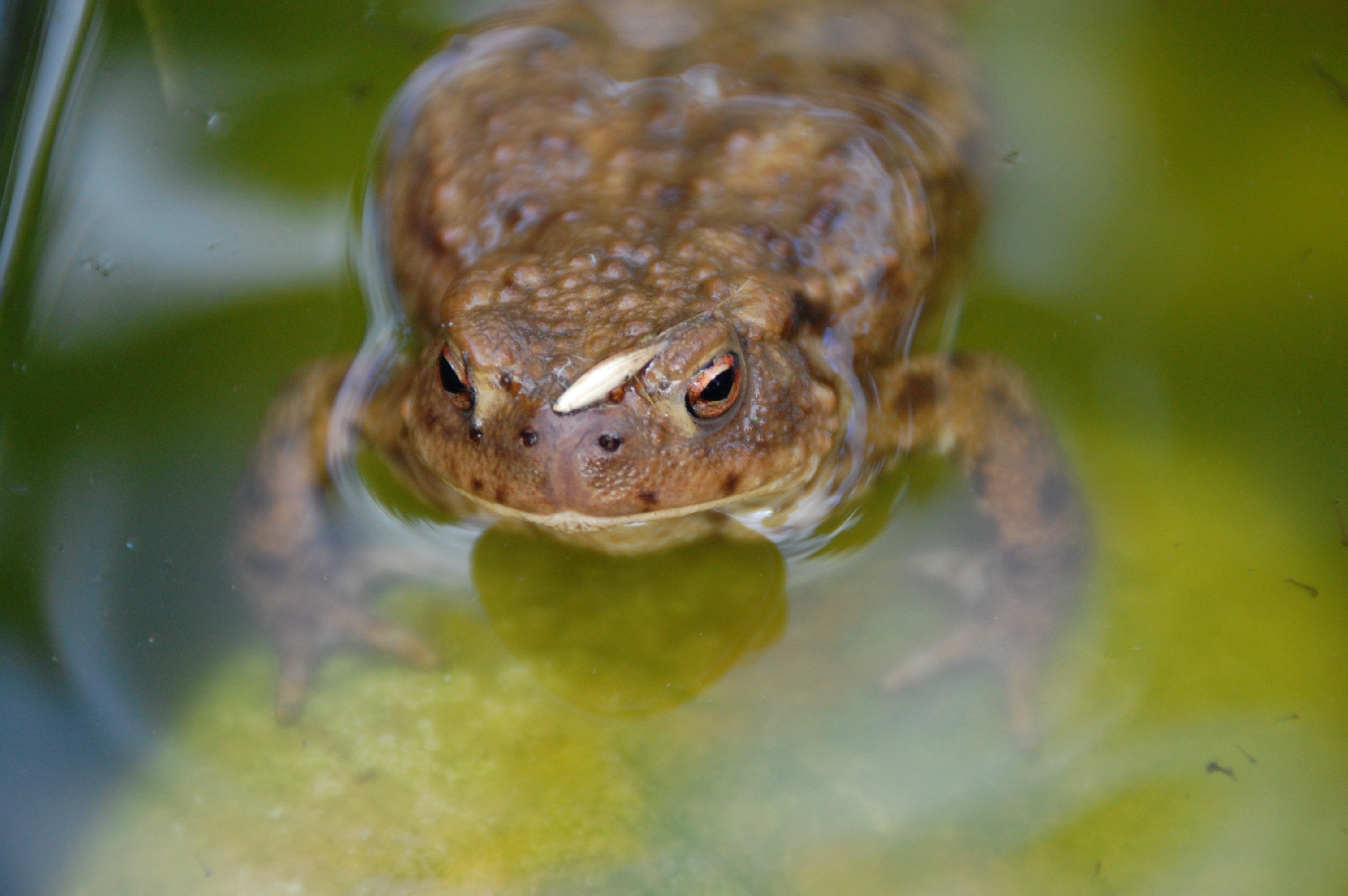 brown frog submerged in ater