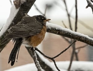 small brown bird perched on snow coated tree twig thumbnail