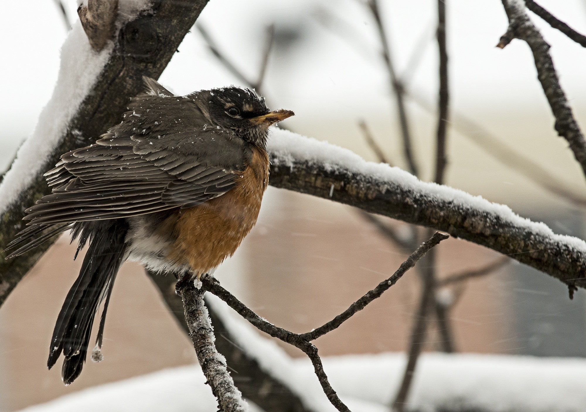 small brown bird perched on snow coated tree twig