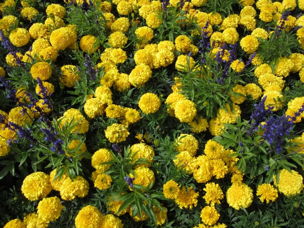 yellow marigold in bloom during daytime preview