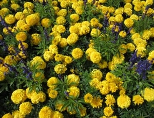 yellow marigold in bloom during daytime thumbnail