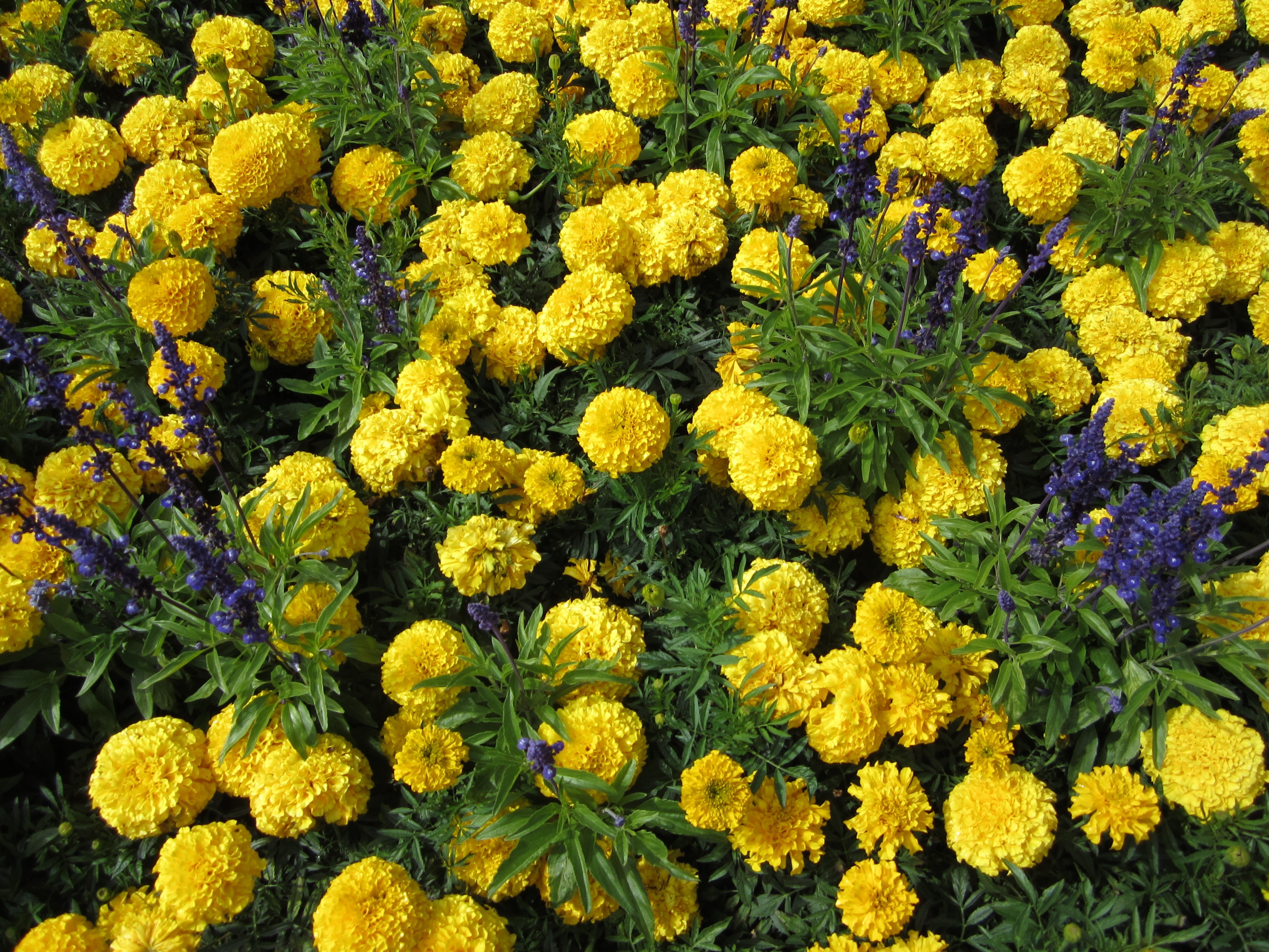 yellow marigold in bloom during daytime