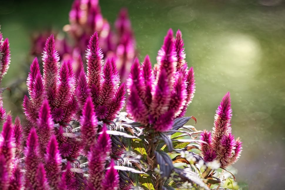 Celosia Argentea, Celosie, Cockscomb, flower, purple preview