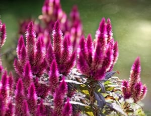 Celosia Argentea, Celosie, Cockscomb, flower, purple thumbnail