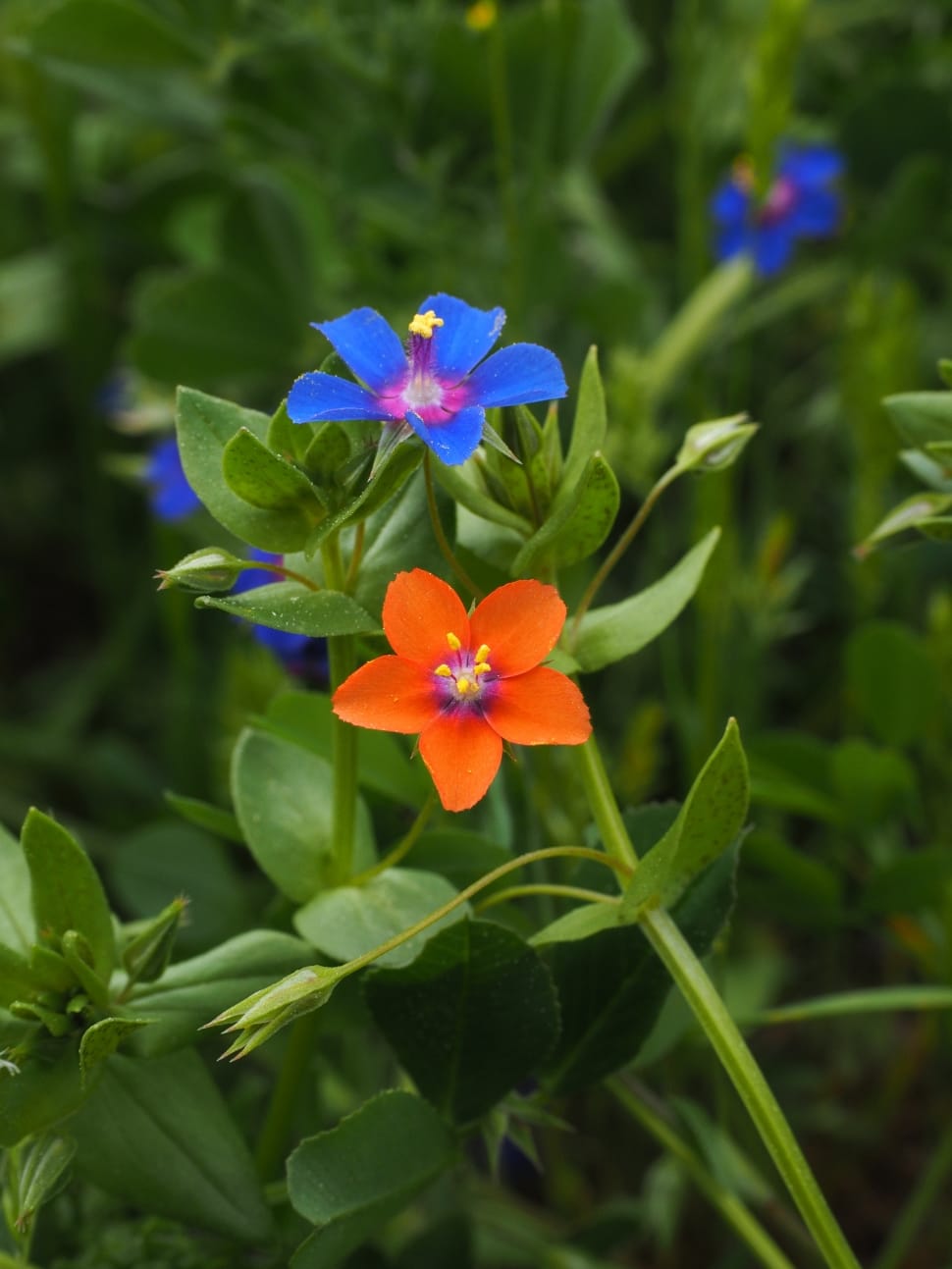 blue and orange petaled flower preview