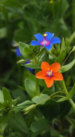 blue and orange petaled flower thumbnail