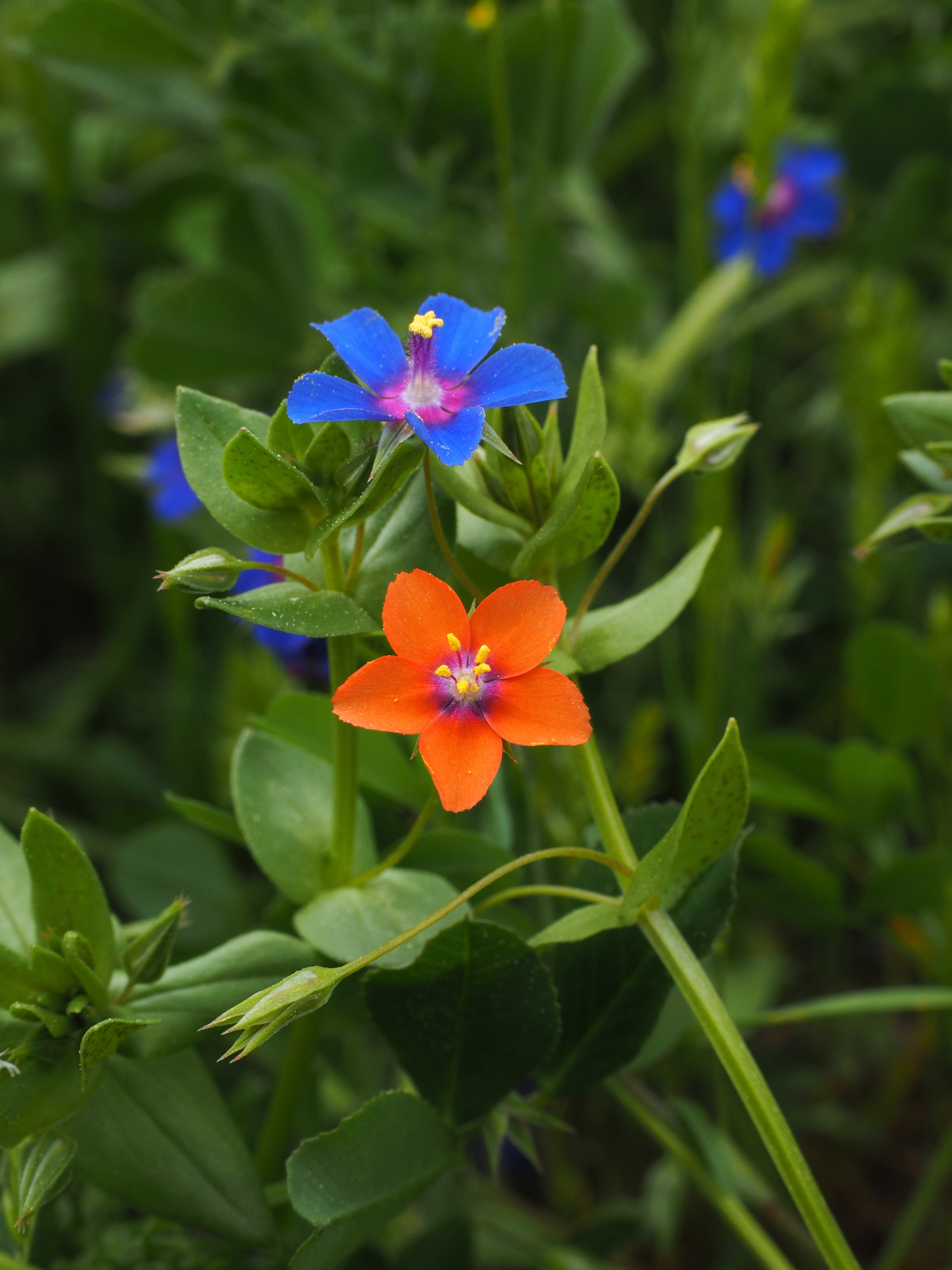 blue and orange petaled flower