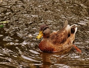 brown and white mallard duck thumbnail