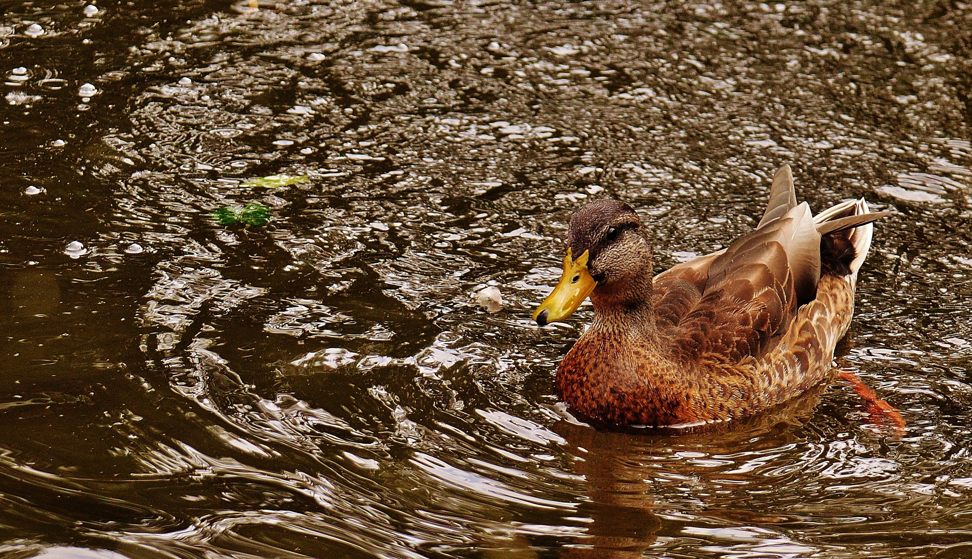 brown and white mallard duck