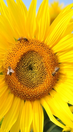 sunflower and bees thumbnail